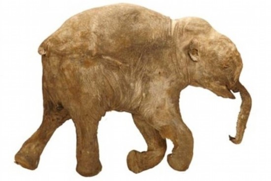 全球最完整长毛象将在英展出距今已逾4万年