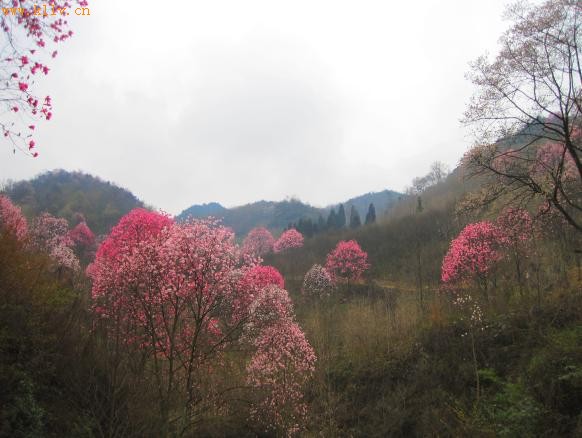 幽静药王谷 灿烂辛夷花