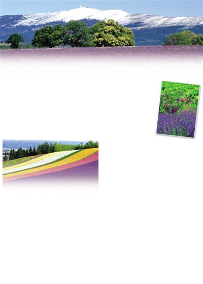 夏花盛开的地方